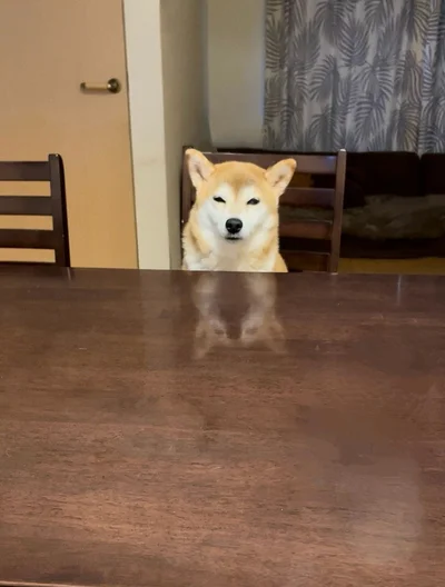 ちょっぴり眠そうなももちゃんです▶この日は何時だったのでしょう？（⇒次へ）