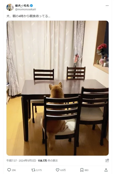 「休日関係ないあたり…つらいけど、可愛い背中です」と柴犬ももさん▶ももちゃんは見張り番の犬もしてくれます（⇒次へ）