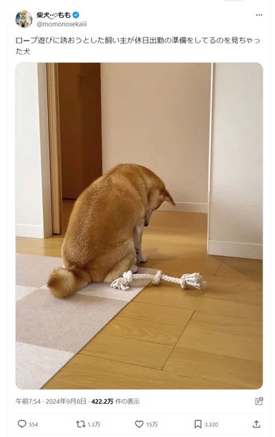 ロープ遊びに誘おうとした飼い主が休日出勤の準備をしているのを見つけちゃった…▶ももちゃんの表情はとっても豊か（⇒次へ）