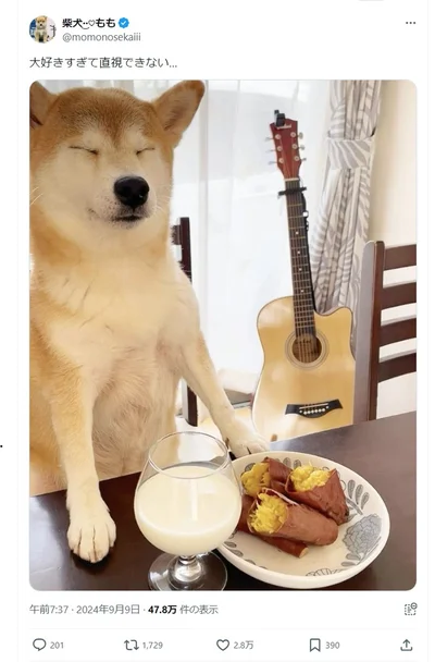 なんと大好きすぎて直視できないももちゃんでした▶キュートな柴犬の魅力がたっぷりのコミックエッセイ！『しばんばん２』は次画像から読めます（⇒次へ）