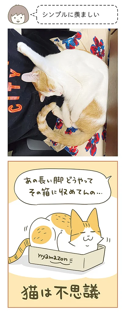 猫は不思議