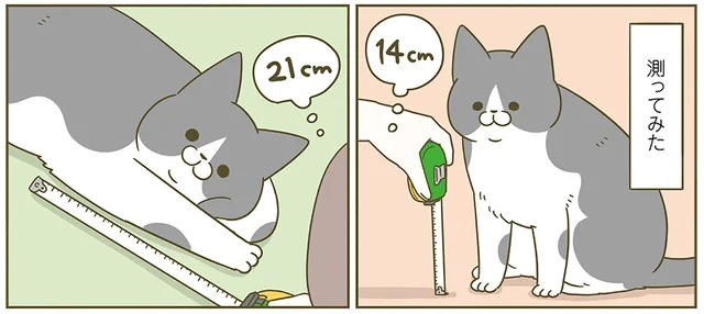 伸縮してる説があるな。体型の違う3匹の猫、脚の長さを測ろうとして断念しました／うちの猫がまた変なことしてる。6（4）