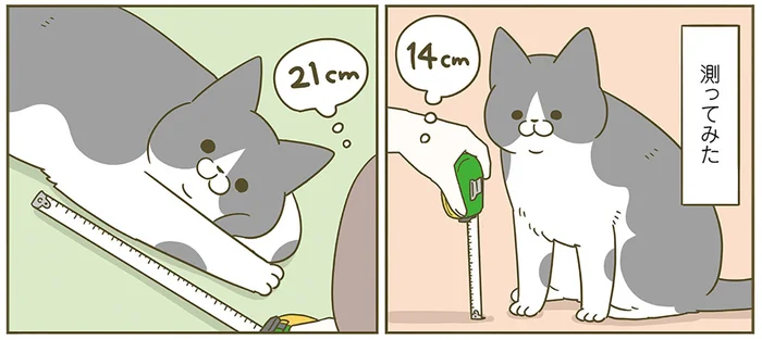 伸縮してる説があるな。体型の違う3匹の猫、脚の長さを測ろうとして断念しました／うちの猫がまた変なことしてる。6（4）