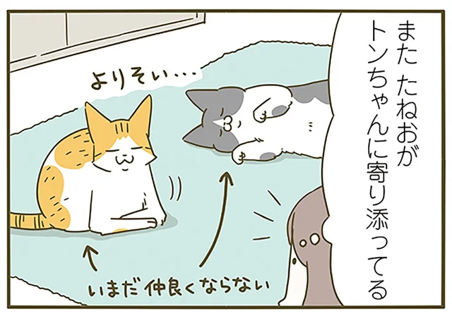 毎回塩対応をされても寄り添う猫。未だ仲良くなれない2匹のやりとり／うちの猫がまた変なことしてる。6（5）