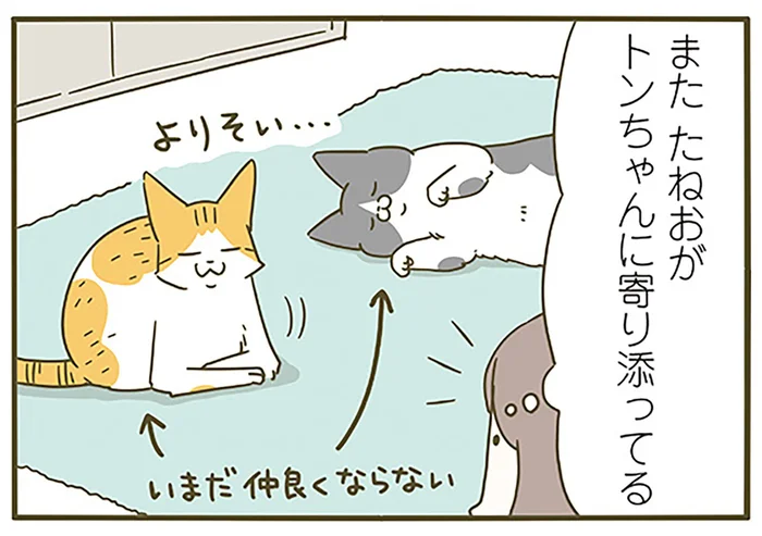 毎回塩対応をされても寄り添う猫。未だ仲良くなれない2匹のやりとり／うちの猫がまた変なことしてる。6（5）