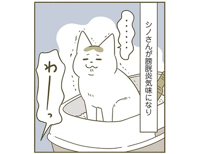シノさんが膀胱炎気味になり