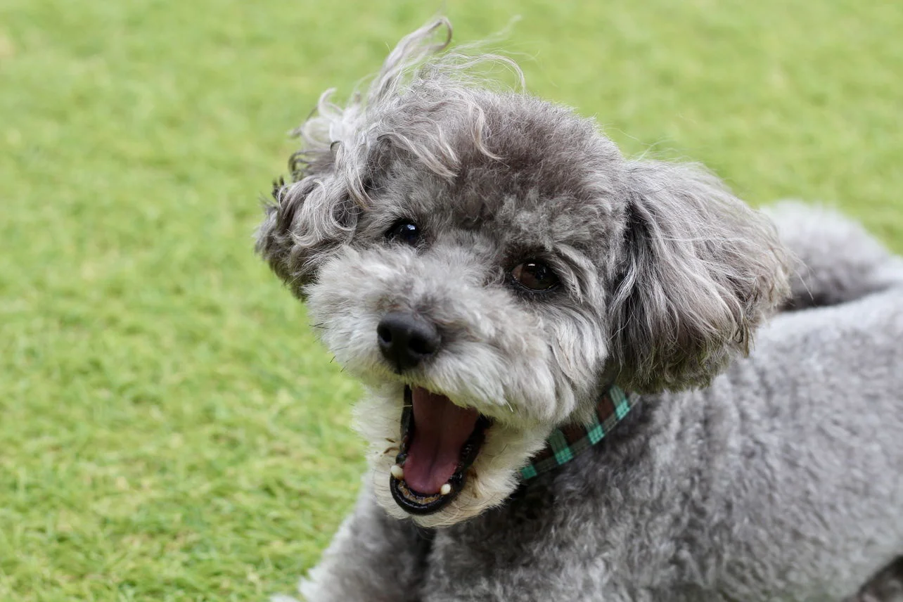 ミニミニトイプーちゃん達✨ご確認用 希少！ちびちびサイズの珍しいジェットブラックの女の子♡＊4228
