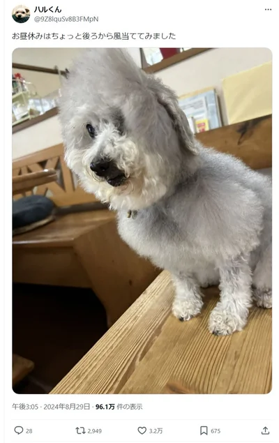 後ろから風を当てられて毛がなびいています▶横から風を当てると…（⇒次へ）