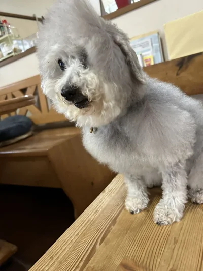 顔の後ろ部分がぺったんこ！▶どうしてこんな毛並に！？（⇒次へ）