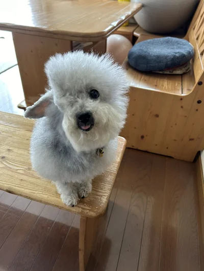 お顔の縦半分が消えてしまったみたいな状態に▶こちらを見つめる表情が可愛い！（⇒次へ）