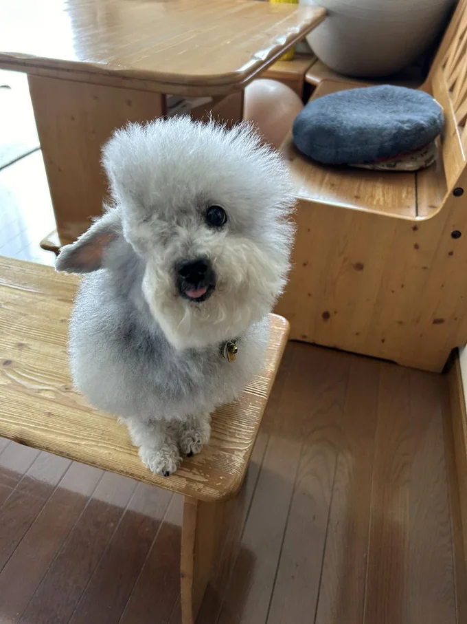 お顔の縦半分が消えてしまったみたいな状態に▶こちらを見つめる表情が可愛い!(⇒次へ)