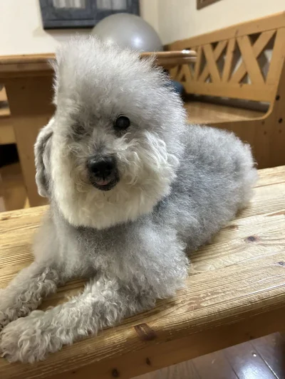 ココちゃんは風に当たるのが小さい頃から好きだったとのこと▶2.4万いいねの大反響だった追い風を受けるワンコ（⇒次へ）