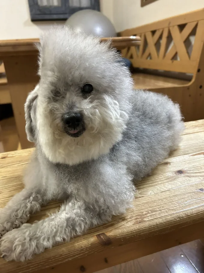 ココちゃんは風に当たるのが小さい頃から好きだったとのこと▶2.4万いいねの大反響だった追い風を受けるワンコ（⇒次へ）