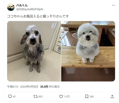 びっくりする変化！▶まんまるフォルムのココちゃん（⇒次へ）