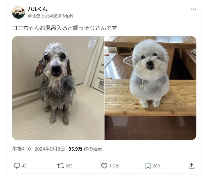 びっくりする変化!▶まんまるフォルムのココちゃん(⇒次へ)