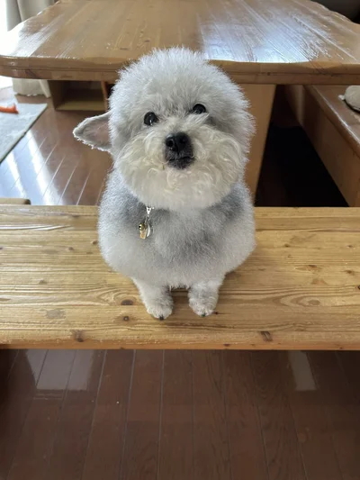 ふかふかでたっぷりの毛におおわれています▶お風呂に入ると…（⇒次へ）