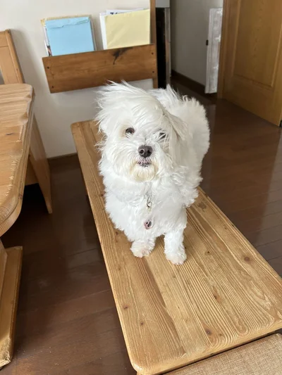 風を浴びているマルプーのひまわりちゃん▶ひまわりちゃんの毛の様子をチェック！（⇒次へ）