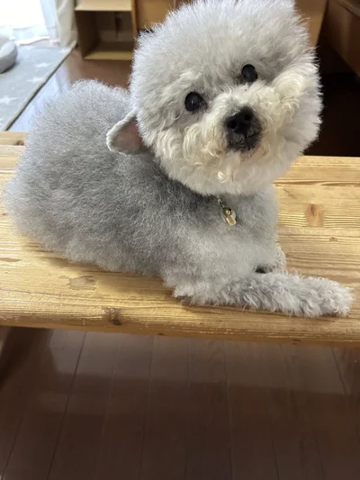 もこもこでとても可愛いココちゃん▶実はお風呂に入ると…（⇒次へ）