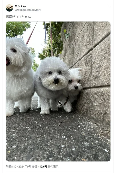 ココちゃんとマルチーズのハルくんとマルプーのひまわりちゃん▶真ん中のココちゃんのをよく見ると…（⇒次へ）