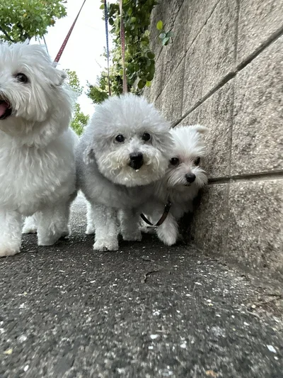 塀側のハルくんへ幅寄せしているココちゃん▶みんなもふもふです（⇒次へ）