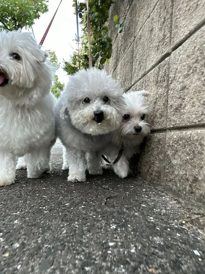 塀側のハルくんへ幅寄せしているココちゃん▶みんなもふもふです（⇒次へ）