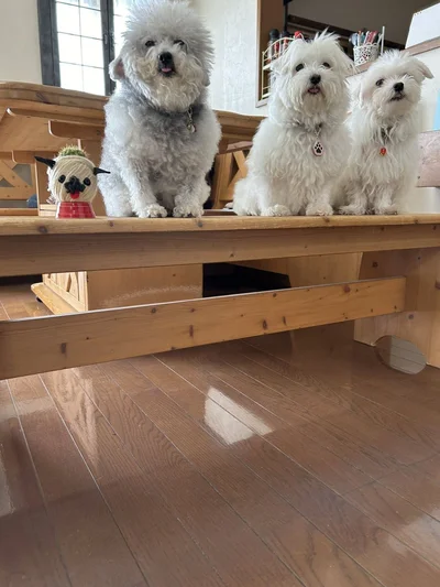 とっても仲が良さそうですね▶マルプーのひまわりちゃんが風を浴びると…（⇒次へ）