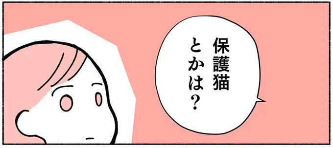 保護猫とかは?