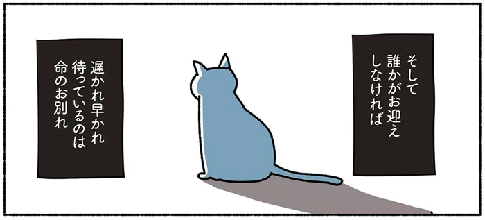 誰かがお迎えしなければいずれ…。保護猫について無知だった自分が悔しい／ねこ活はじめました（2）