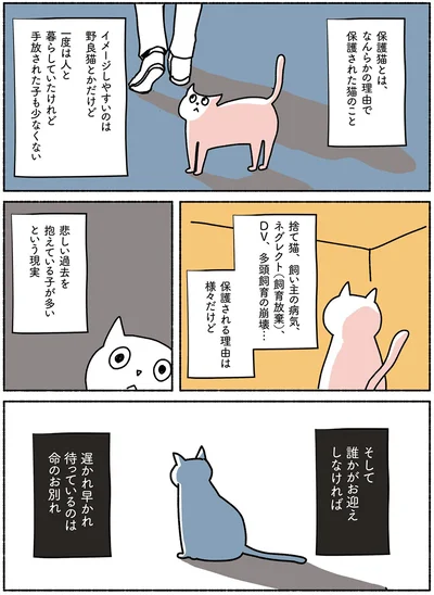 保護猫とは、なんらかの理由で保護された猫のこと