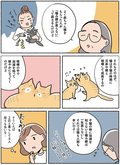 子猫の時期に兄弟や親と喧嘩して成長するの