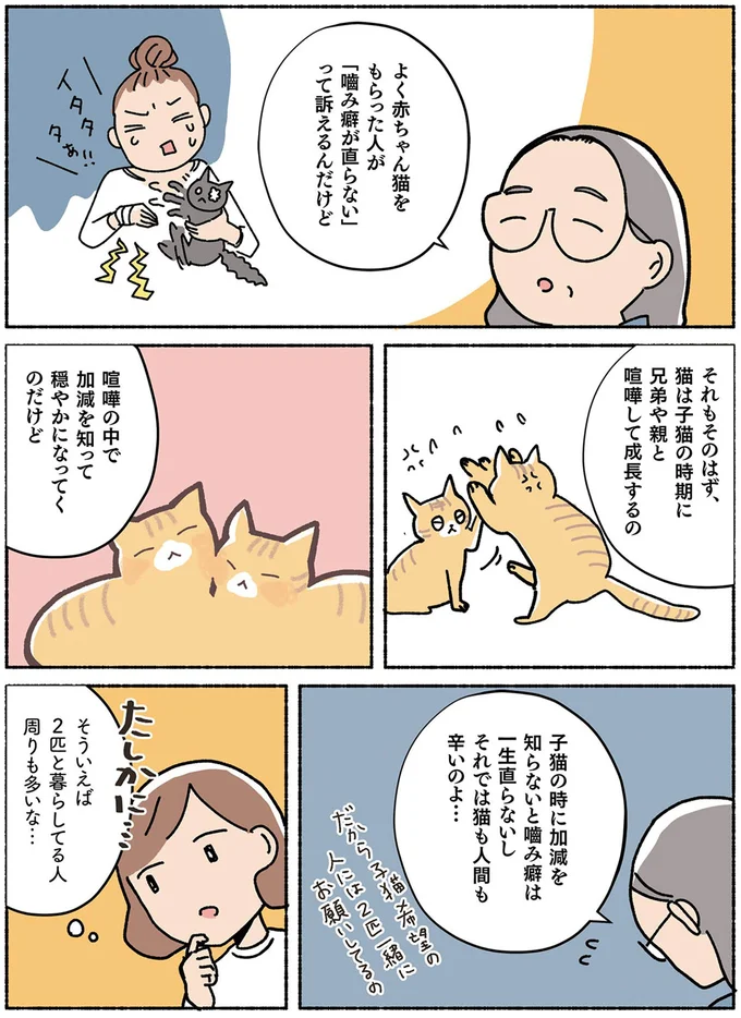 子猫の時期に兄弟や親と喧嘩して成長するの