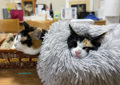 冬は専用のホットカーペットを出してあげると、ずっとその上で爆睡するそうです▶なっちゃんのお気に入り（⇒次へ）
