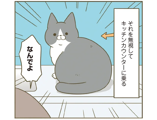 なんで無視するの!? 猫のためにひんやりプレートを出したら無駄でした／うちの猫がまた変なことしてる。7（3）