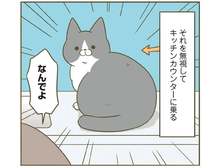 なんで無視するの!? 猫のためにひんやりプレートを出したら無駄でした／うちの猫がまた変なことしてる。7（3）