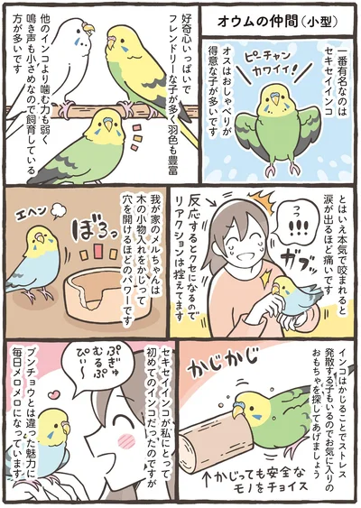 一番有名なのはセキセイインコ