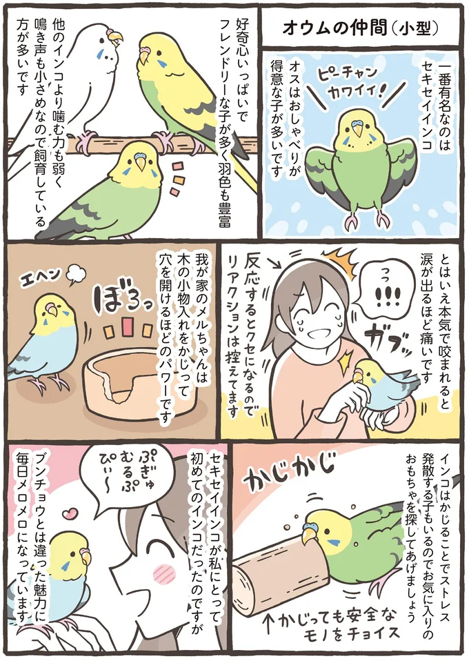 一番有名なのはセキセイインコ