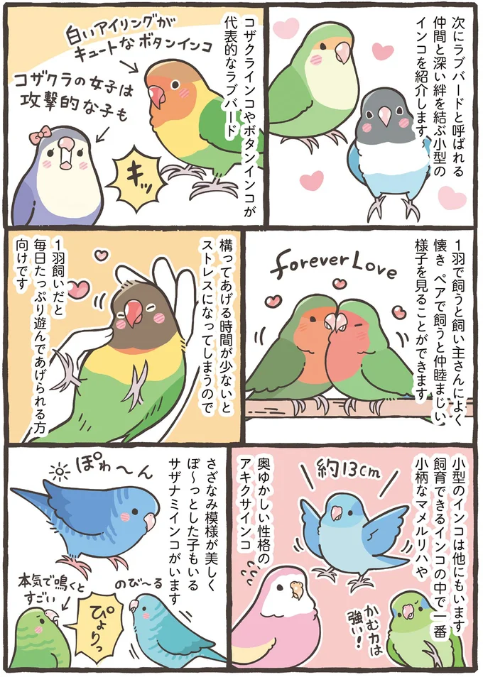 仲間と深い絆を結ぶ小型のインコ