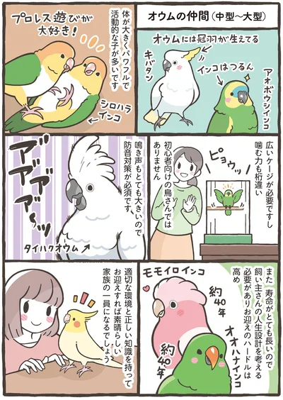 初心者向けの鳥さんではありません