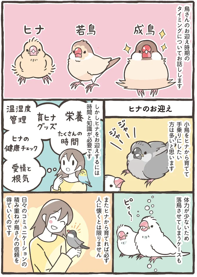 ヒナのお迎え