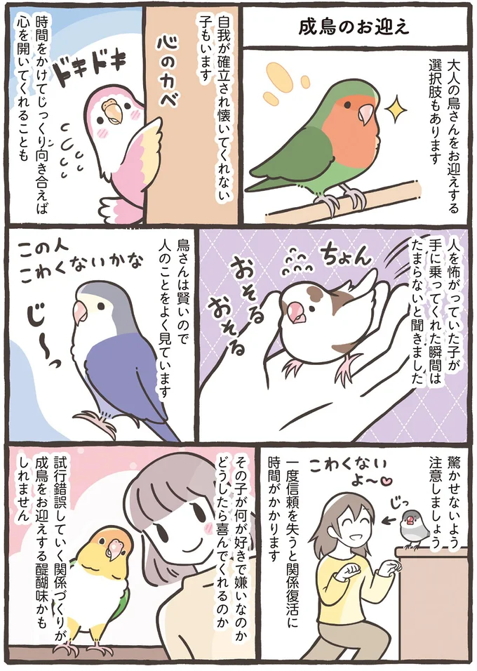 成鳥のお迎え
