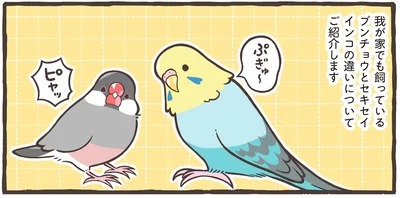 ブンチョウとセキセイインコの違いについて