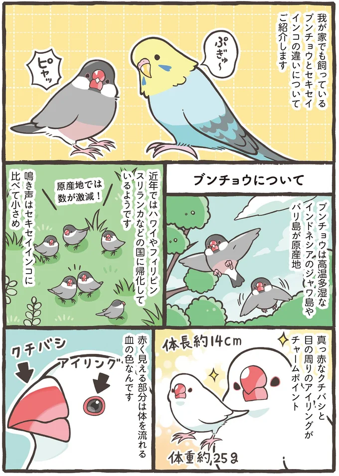 真っ赤なクチバシと目の周りのアイリングがチャームポイント