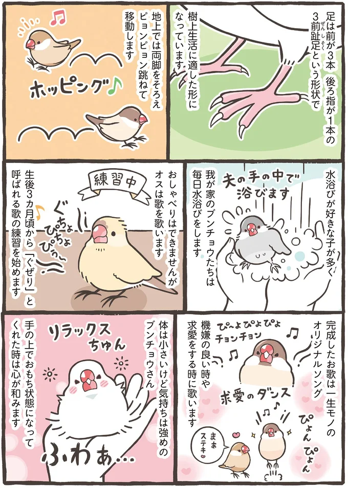体は小さいけど気持ちは強めのブンチョウさん