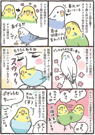 インコの体臭は独特の香りがします
