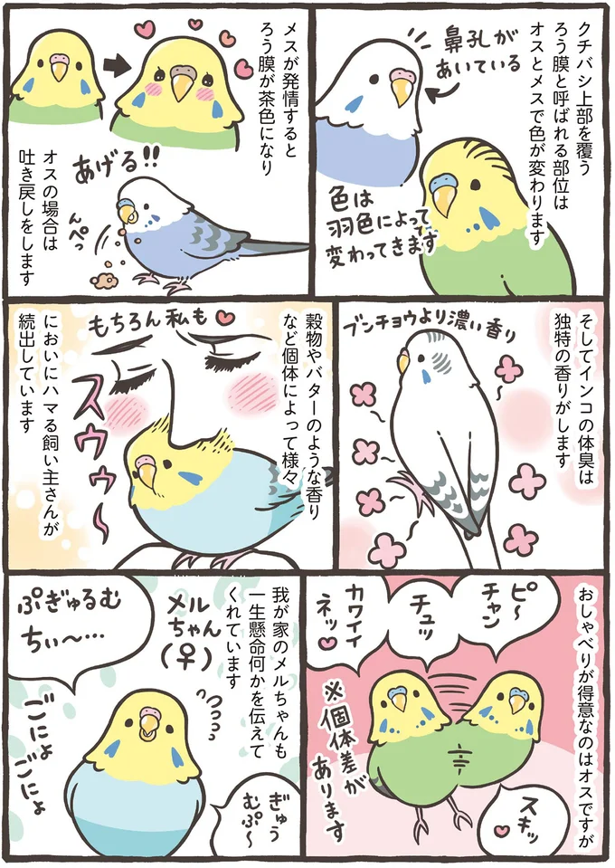 インコの体臭は独特の香りがします