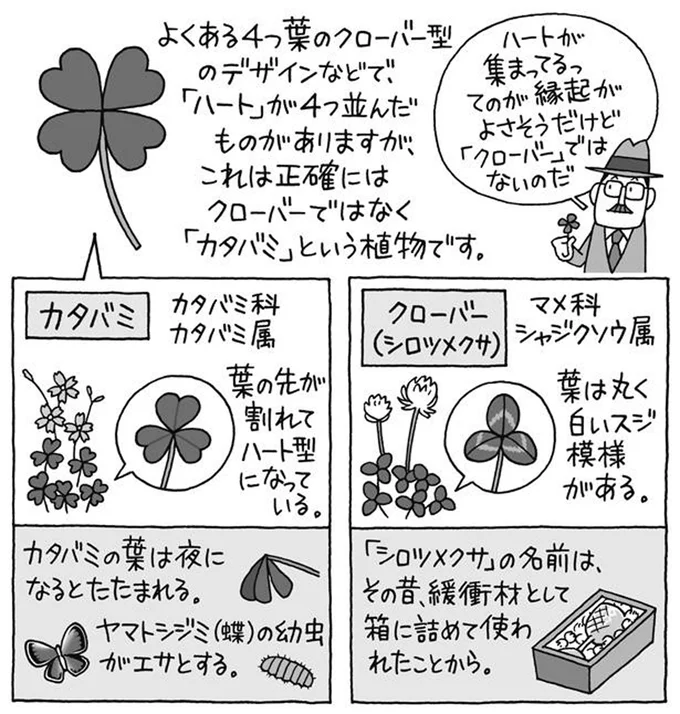 「カタバミ」と「クローバー」の違い