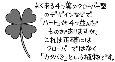 よくある4つ葉のクローバーのデザインは正確にはクローバーではない