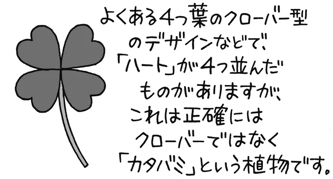 よくある4つ葉のクローバーのデザインは正確にはクローバーではない
