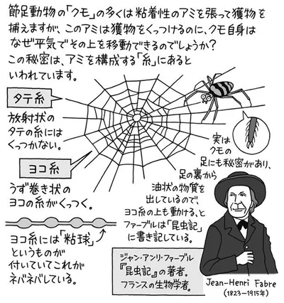 クモがクモの巣の上を移動できる理由