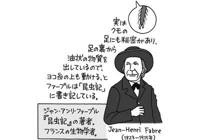 実はクモの足にも秘密がある